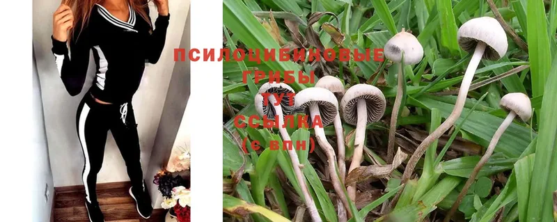 Галлюциногенные грибы MAGIC MUSHROOMS  Знаменск 